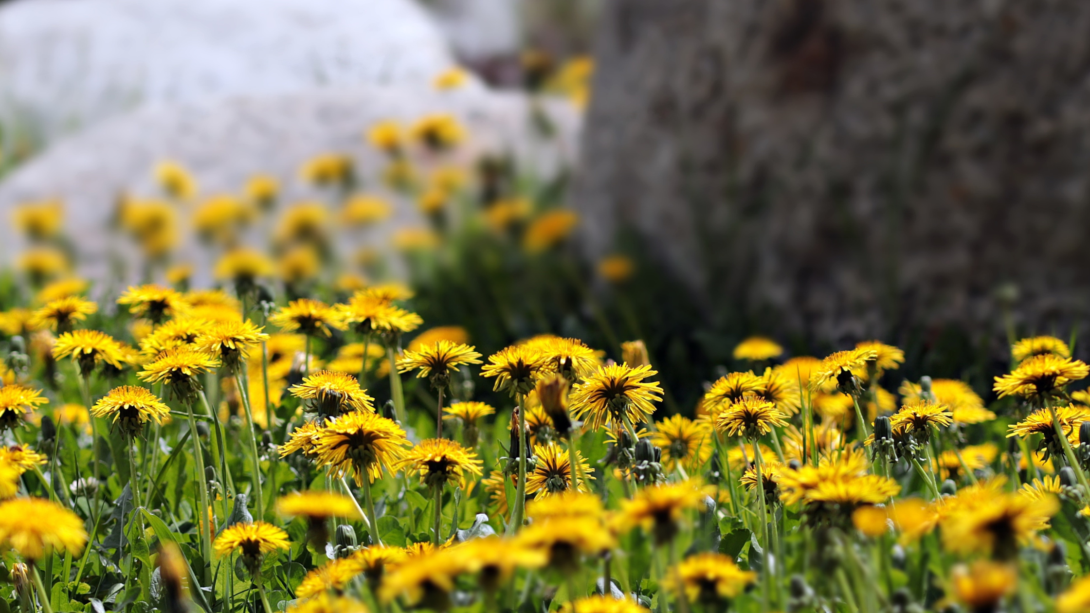 Dandelion Leadership