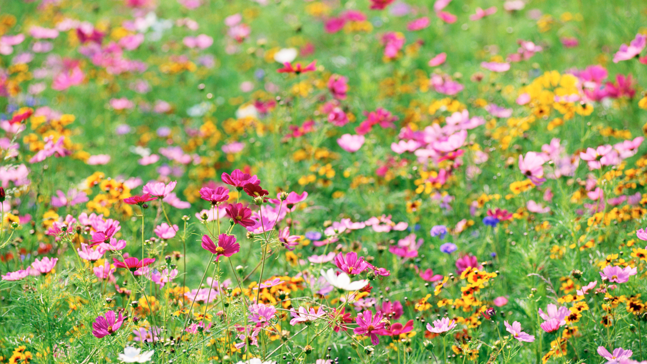 Wildflowers
