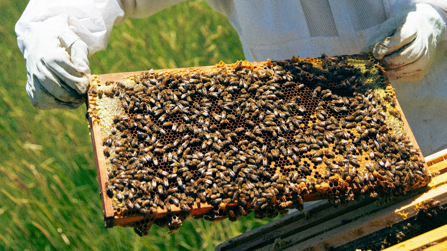 A beekeeper in a white suit lifting a frame covered in honeybees from a hive