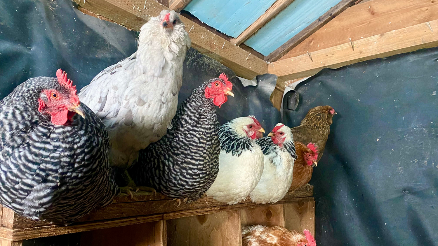 Hens roosting together on a perch inside the chicken coop