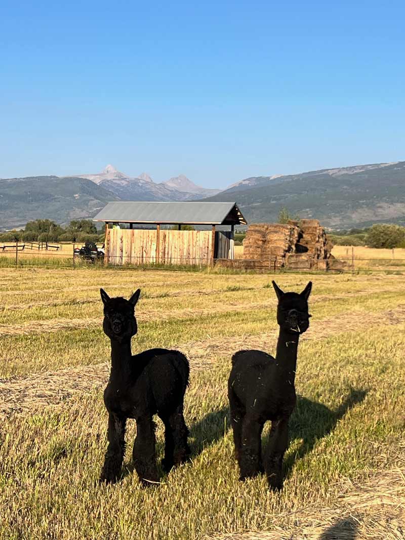 Two black alpacas in a mown hayfield with the barn and the Tetons behind them