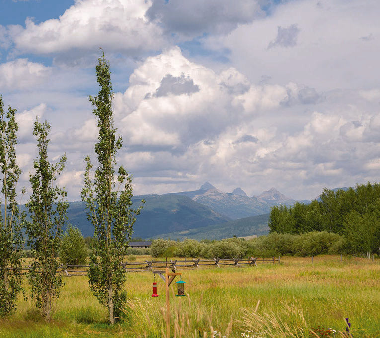 Bird feeders in the meadow with cottonwoods and the Teton range in the distance