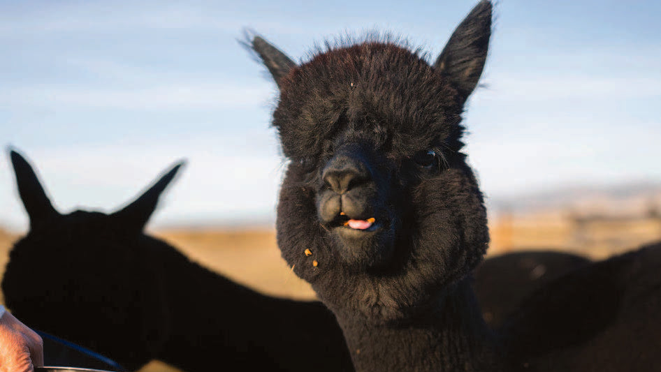 A curious alpaca leaning in toward a feed bowl held out by a visitor