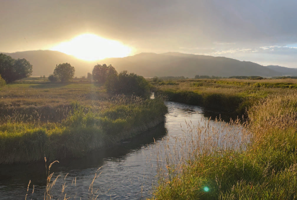 The creek winding through the meadow in early morning light
