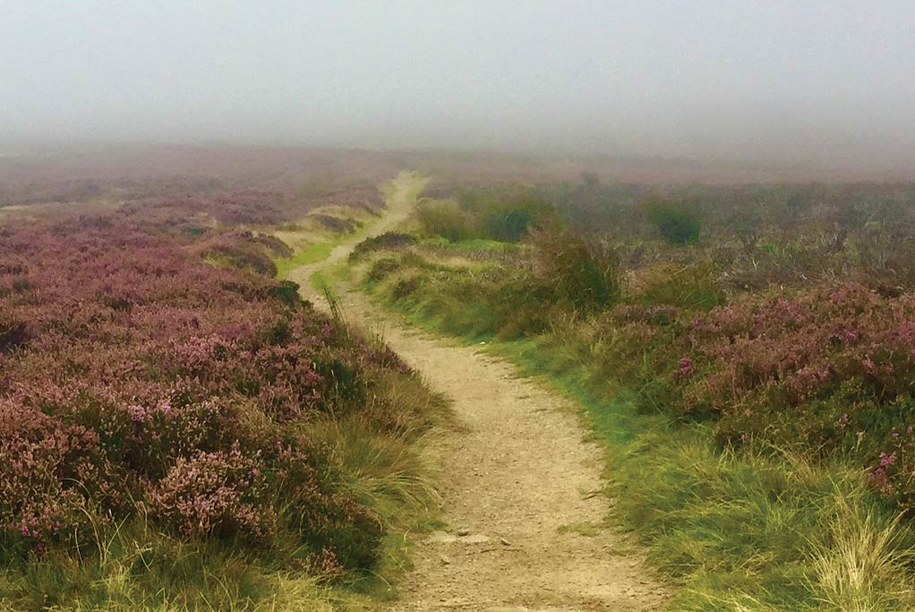 A footpath winding through blooming purple heather on a misty moor