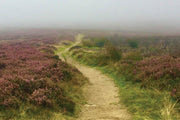 A footpath winding through blooming purple heather on a misty moor
