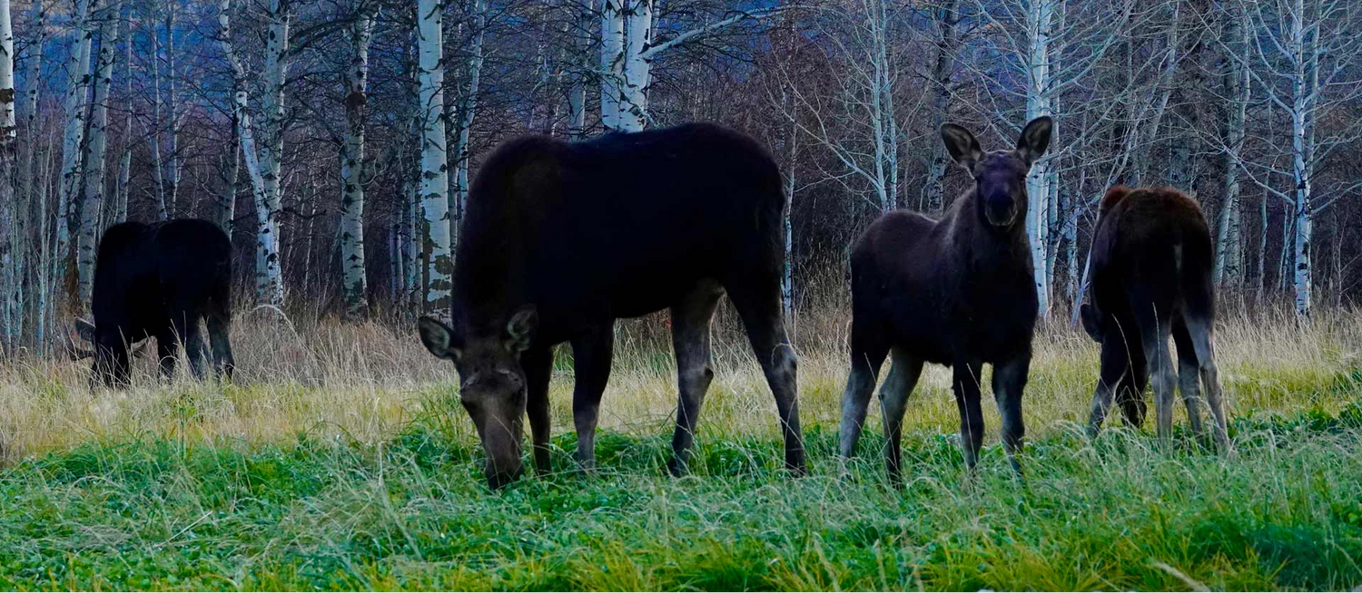 Four moose grazing in a forest with birch trees in the background